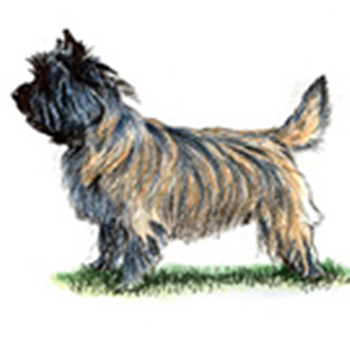 Cairn Terrier - Click Image to Close